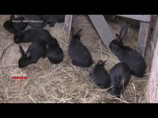 15 маленьких крольчат появились в хозяйстве агрофирмы