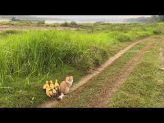 Кошка увела утят на речку на камушки 😻 когда же она догадается о важности воды для своих подопечных ❓