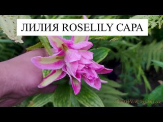 Лилия розовидная сара.🌸