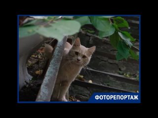 Котики облюбовали Дом Медведевой в Воронеже