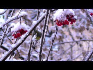 Богомольная рябина - Руслан Богатырев