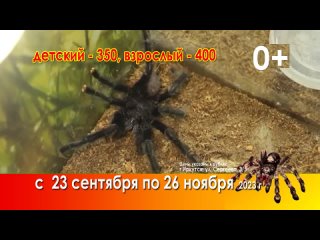 Видео от Живые пауки-гиганты г.Иркутск (720p).mp4