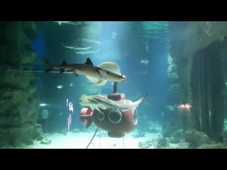 РЫБА-ЗМЕЯ С плавниками, маленькие хищные акулы в бальшом бассейне-аквариуме океанариума вид снизу