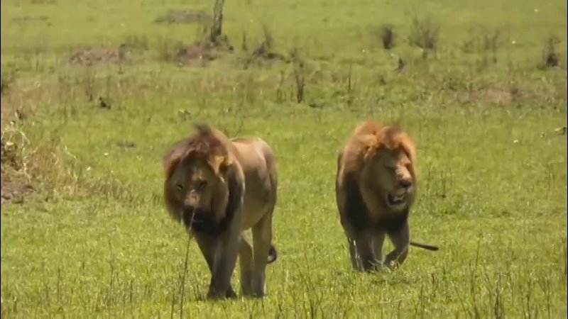 Black Rock Male Lions on Patrol 29 Sep 2023