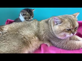 Милые котята пытаются найти молоко у папы кота