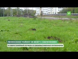 Ленинскому району не везет с озеленением. В сквере Семейный погибли 40 свежевысаженных крупномеров