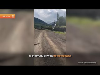 Козёл качался на проводах в горах Дагестана