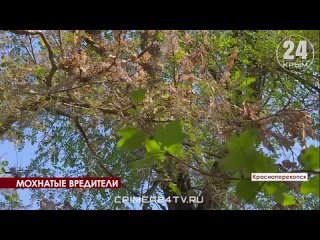 Мохнатые вредили: Города северного Крыма стали логовом белой бабочки