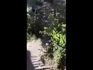 Жители Брянской области сняли на видео обломки беспилотника, который сегодня сбили в регионе. Всего, по словам губернатора, унич