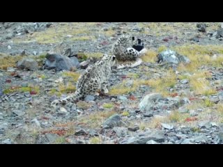 Snow Joke: Leopards Break Camera In Russia’s Altai Region