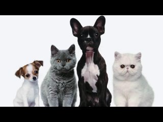 6 фактов отличия кошек от собак
