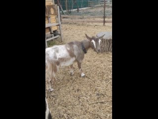 Видео от Камерунские карликовые козы “Маленькое чудо“