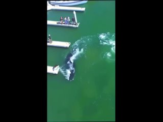 Детёныш горбатого кита плавает в гавани