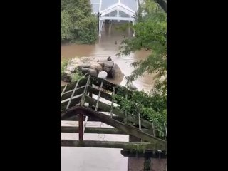 Вчерашнее наводнение в Нью-Йорке помогло совершить дерзкий побег из зоопарка морским львам [№]