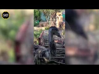 Бегающий по улицам страус сильно напугал жителей Сертолово в Ленобласти