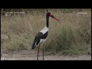 Wild Earth ~ A Saddle billed Stork goes fishing! Oct 1, 2023