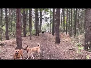 Horse kicks tree, farts on dogs then runs away. Witness the grace of flying kick - fart combo!