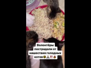 ‼️У нас срочные новости‼️ Волонтеры потерпели нападки от кошачьих ртов😳 Коты решили напомнить о том, что кошачий корм на исходе