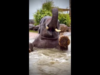 🐘 Слоны без ума от воды. Они обожают плавать, нырять, резвиться в воде