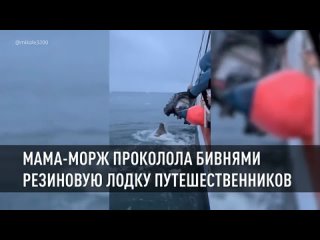 Разгневанная мама-морж проколола бивнями резиновую лодку путешественников