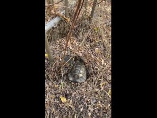 Видео от Анапское Черноморье