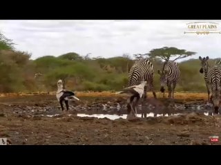 ol Donyo Kenya ~ 2 tall birds the Secretary Bird and the Marabou Stork! Oct  1, 2023