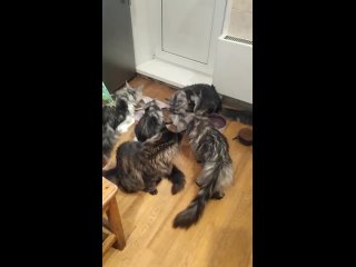 Видео от Купить котят породы Мейн-Кун