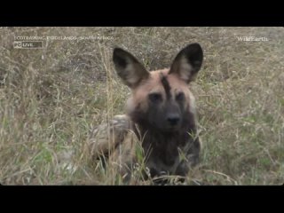 IUCN Red List painted wolves - population decreasing, lioness, hyenas, WildEARTH, AM Oct 02 2023