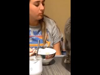 Кажется котик не оценил ее готовку