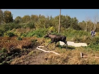 Видео от Пушкино ТВ