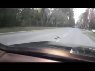 Smart crow helps hedgehog cross the road so it wouldn’t be hit by a car