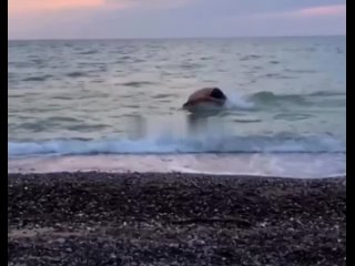 В Крыму невероятно близко к берегу подплыл дельфин