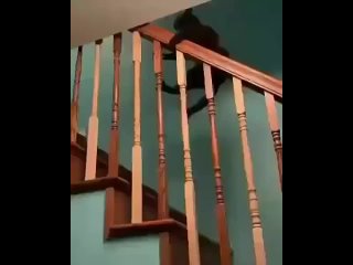 Видео от Смешные котики(480p) (23).mp4