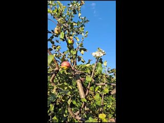 У соседа повторно зацвела яблоня в сентябре 2023