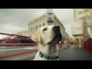 Экскурсия ВКонтакте с собакой-поводырём Вафлей