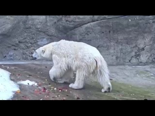 🐻‍❄️ Белой медведице Айке из Ростовского зоопарка у