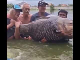 В Таиланде рыбак поймал самого большого в мире карпа — рыбовое весит 114 кг