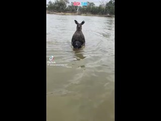 🇦🇺 В Австралии хозяин спас пса от кенгуру, который пытался утопить четвероногого