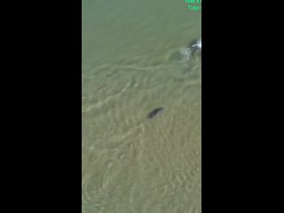 Дельфины
приплыли прямо к пляжу.❤️