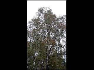 Video by Спил деревьев, утилизация веток, расчистка участ