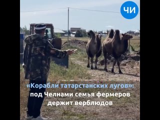 «Корабли татарстанских лугов»: под Челнами семья фермеров держит верблюдов