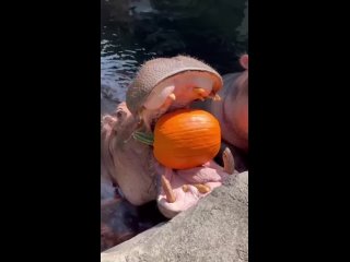 Продолжаем настраиваться на Хэллоуин! 🎃 
В одном из зоопарков США засняли процесс поедания бегемотами тыкв. Смотри со... (видео)