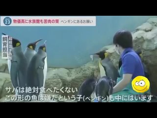 Пингвины устроили голодовку, потому что их стали кормить дешёвой рыбой
@xadvaru