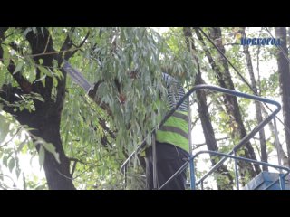В Великом Новгороде вышли на борьбу с опасными деревьями вблизи дорог