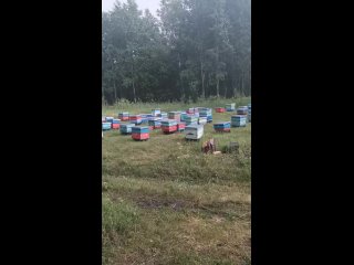 Видео от Пчеловодство на лабутенах пасека Эллерт