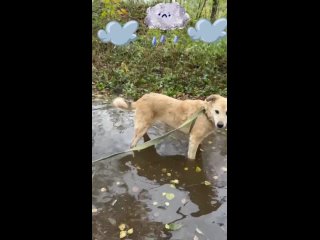 У Ватрушки уже все ножки промокли,
а мама все не находится 😩 

Родители, поторапливайтесь!