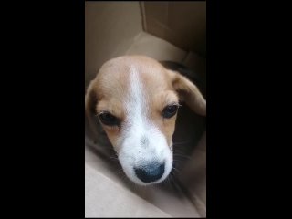 Видео от @dogs_abkhazia(480p) (1).mp4