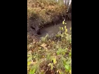 В Свердловской области бульдозерист спас лося из ямы с грязью