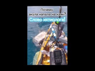 СЛОВО ИХТИОЛОГА #1 - Нападение акулы на каяк на гавайях