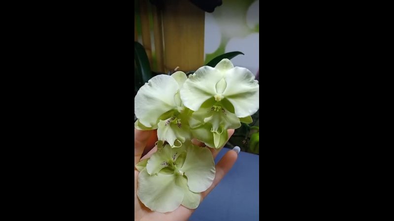Phal. Carming Crystal Water x P. Forest Fairy ( Орхидеи Обнинск